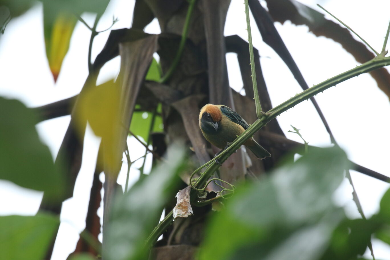 BRUNISHED-BUFF TANAGER